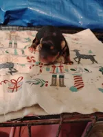Sadie , a male Yorkshire Terrier for sale in Round Mountain, TX – 2 of 2