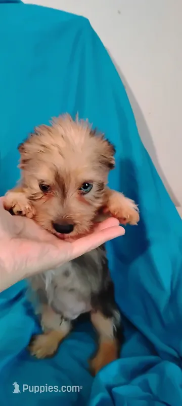 Diamond  – Miniature Schnauzer, Yorkshire Terrier puppy for sale in Round Mountain, TX