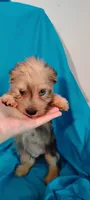 Diamond , a male Miniature Schnauzer and Yorkshire Terrier for sale in Round Mountain, TX – 1 of 4