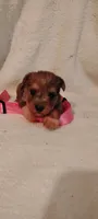 Marlette, a female Miniature Schnauzer and Yorkshire Terrier for sale in Round Mountain, TX – 2 of 4