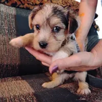 Boo Berry , a female Yorkshire Terrier for sale in Round Mountain, TX – 2 of 7