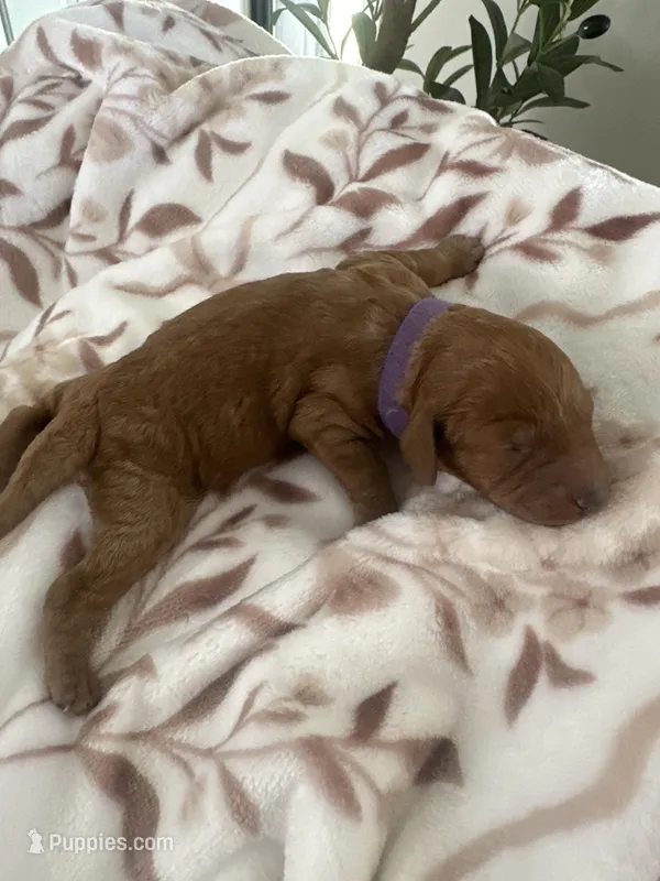 Purple collar female – Goldendoodle puppy for sale in Easley, SC