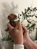 Noelle, a female Miniature Goldendoodle for sale in Easley, SC – 3 of 3