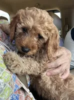 Tanner, a male Miniature Goldendoodle for sale in Easley, SC – 1 of 2