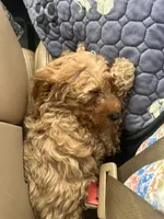 Tanner, a male Miniature Goldendoodle for sale in Easley, SC – 2 of 2
