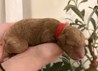 Dasher, a male Goldendoodle for sale in Easley, SC – 2 of 3