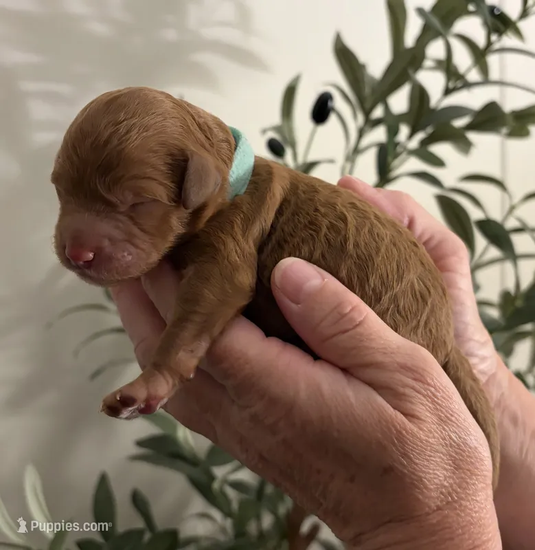 Merry – Miniature Goldendoodle puppy for sale in Easley, SC