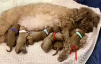 Joy , a female Miniature Goldendoodle for sale in Easley, SC – 4 of 4