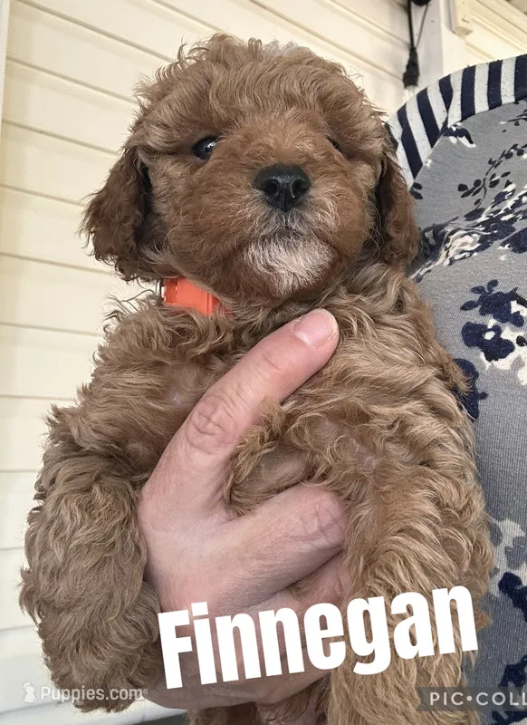 Finnegan – Goldendoodle puppy for sale in Easley, SC