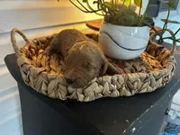 Sawyer, a male Goldendoodle for sale in Easley, SC – Photo 2 of 4