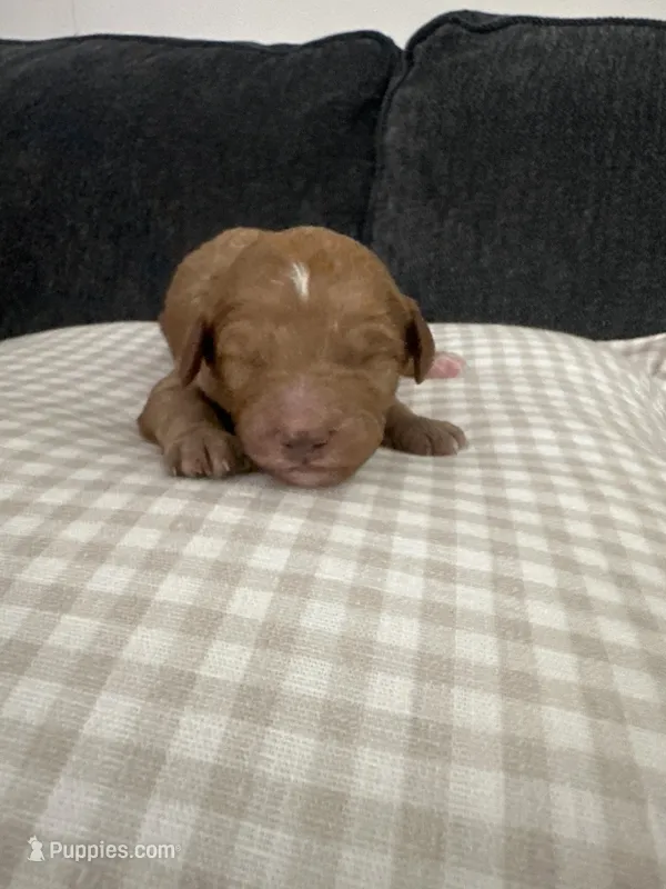 Red collar male – Goldendoodle puppy for sale in Easley, SC