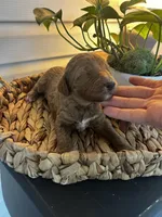 Sawyer, a male Goldendoodle for sale in Easley, SC – Photo 1 of 4