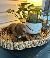 Sawyer, a male Goldendoodle for sale in Easley, SC – Photo 4 of 4