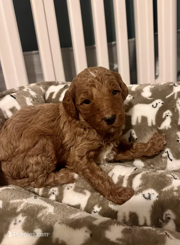 Sawyer – Goldendoodle puppy for sale in Easley, SC
