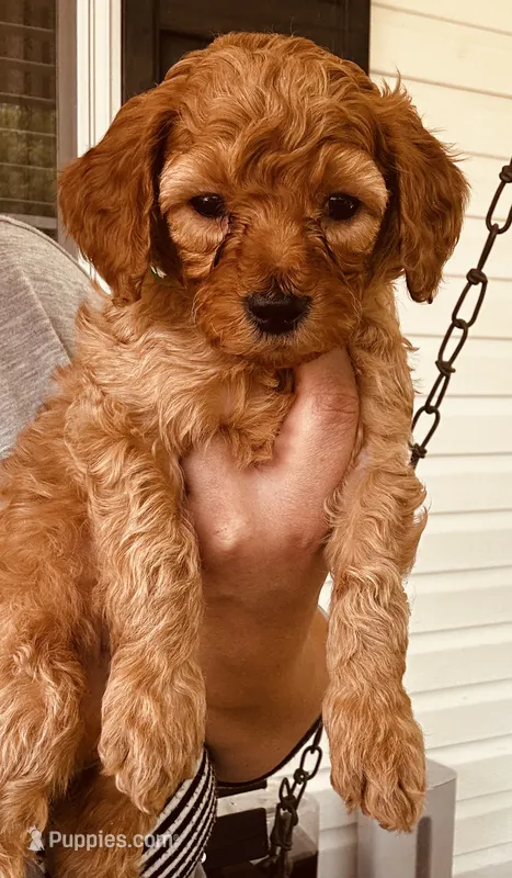 Jazz – Goldendoodle puppy for sale in Easley, SC