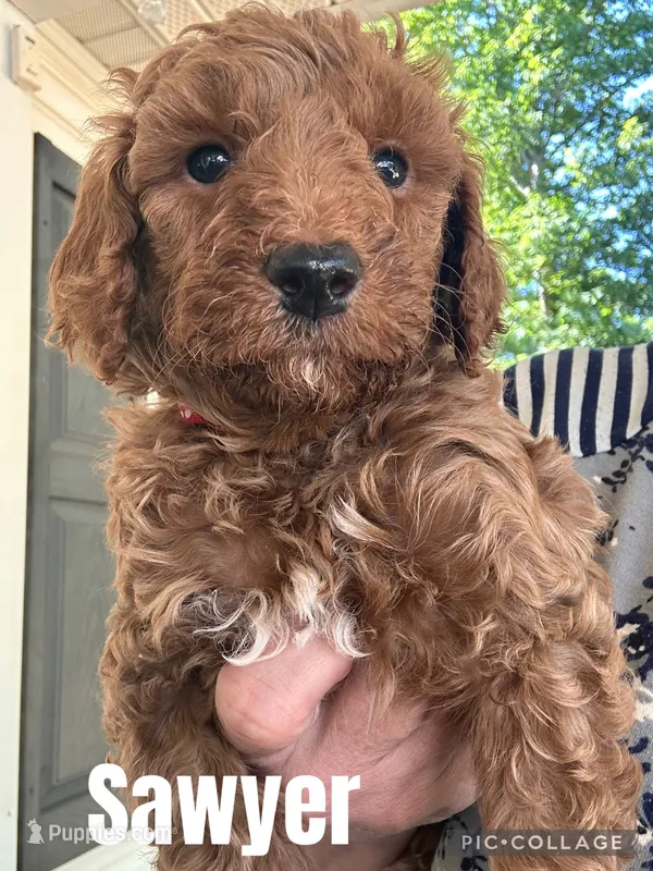 Sawyer – Goldendoodle puppy for sale in Easley, SC