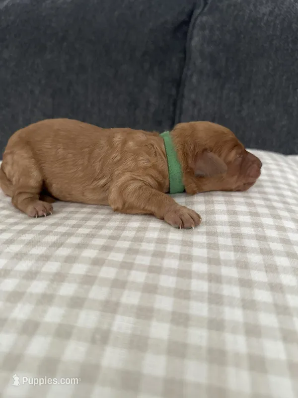 Green collar male – Goldendoodle puppy for sale in Easley, SC