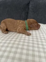 Jazz, a male Goldendoodle for sale in Easley, SC – Photo 2 of 2