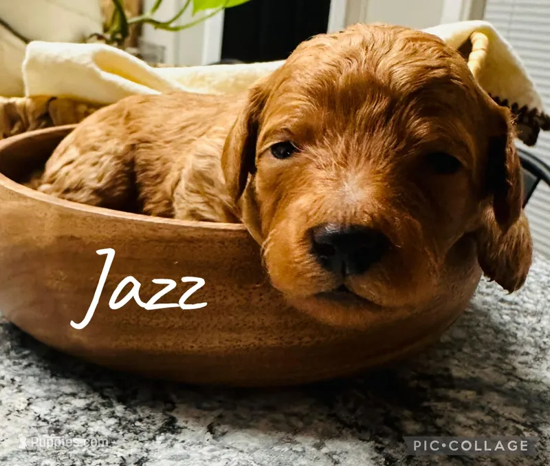 Jazz – Goldendoodle puppy for sale in Easley, SC