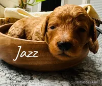 Jazz, a male Goldendoodle for sale in Easley, SC – Photo 1 of 2