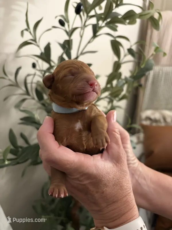 Noelle – Miniature Goldendoodle puppy for sale in Easley, SC