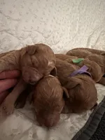 Black collar male, a male Goldendoodle for sale in Easley, SC – Photo 4 of 4