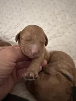 Black collar male, a male Goldendoodle for sale in Easley, SC – Photo 3 of 4