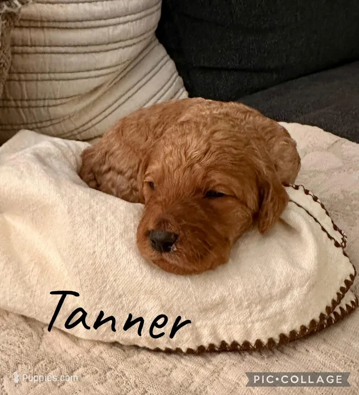 Tanner – Goldendoodle puppy for sale in Easley, SC