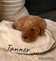 Tanner, a male Goldendoodle for sale in Easley, SC – Photo 1 of 5