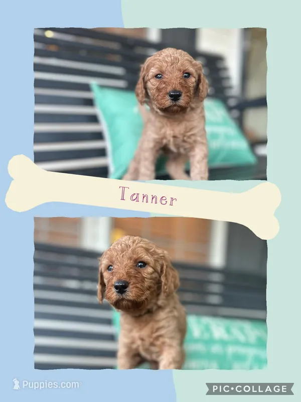 Tanner – Goldendoodle puppy for sale in Easley, SC