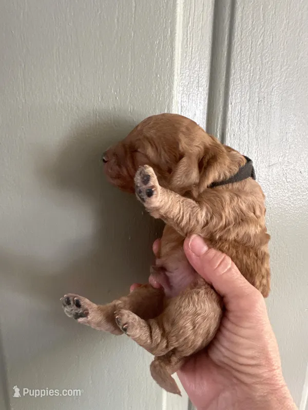 Black collar male – Goldendoodle puppy for sale in Easley, SC