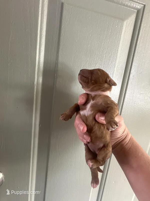 Pink collar female – Goldendoodle puppy for sale in Easley, SC