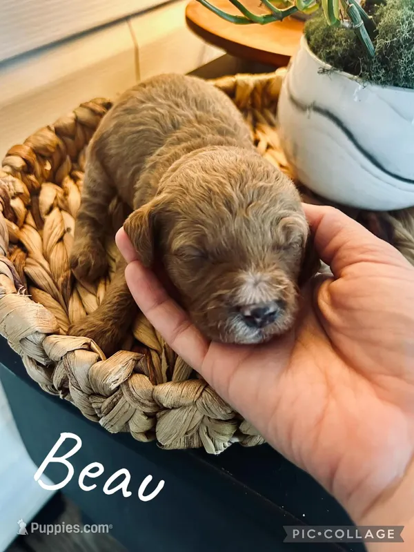 Beau – Goldendoodle puppy for sale in Easley, SC
