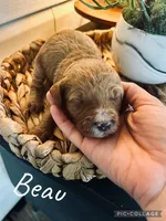 Beau, a male Goldendoodle for sale in Easley, SC – Photo 1 of 3