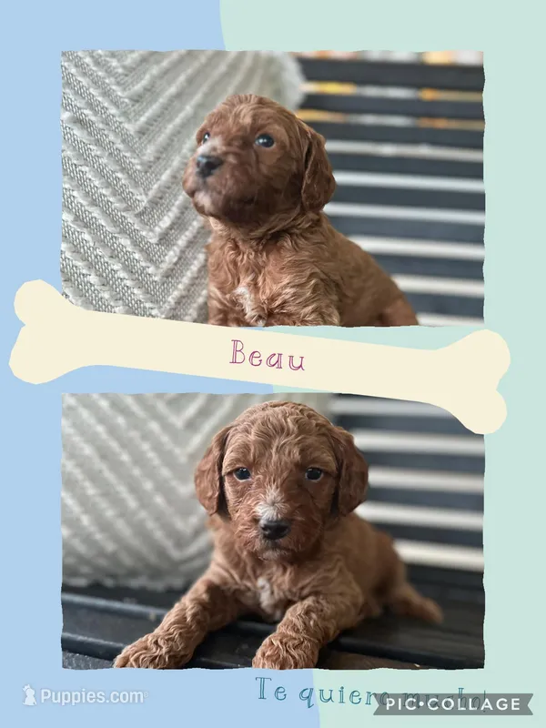 Beau – Goldendoodle puppy for sale in Easley, SC