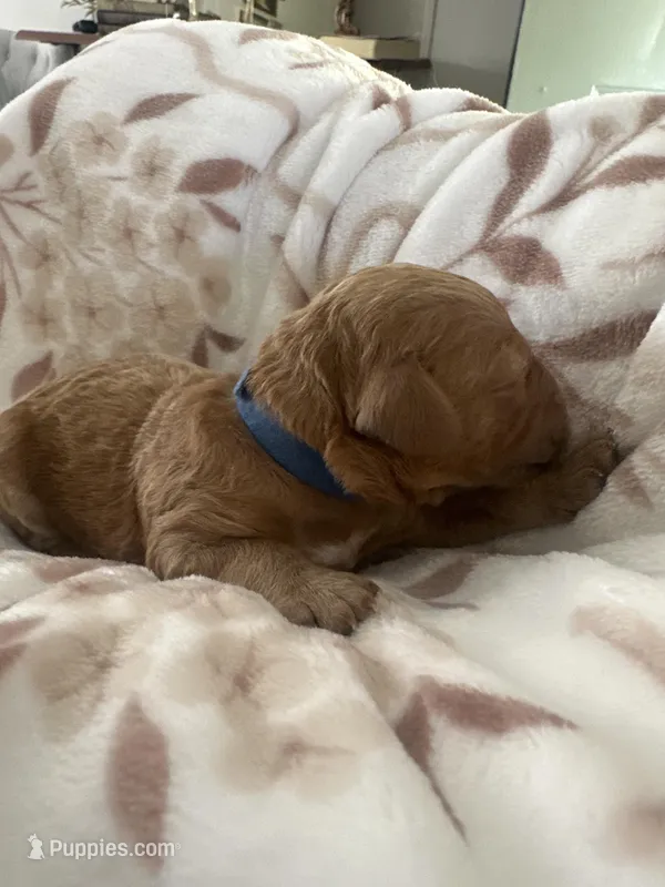 Blue collar male – Goldendoodle puppy for sale in Easley, SC