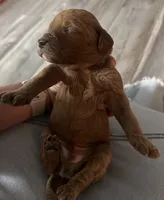 Beau, a male Goldendoodle for sale in Easley, SC – Photo 2 of 3