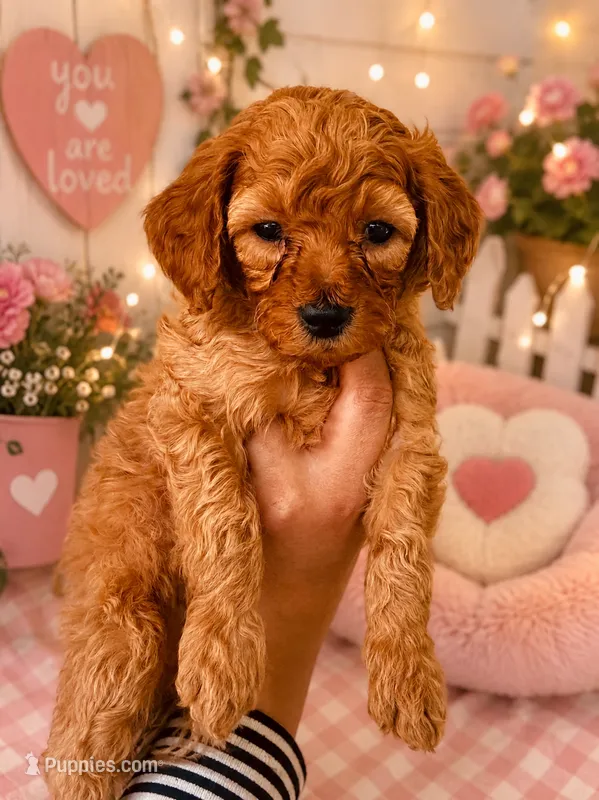 Jazz – Goldendoodle puppy for sale in Easley, SC