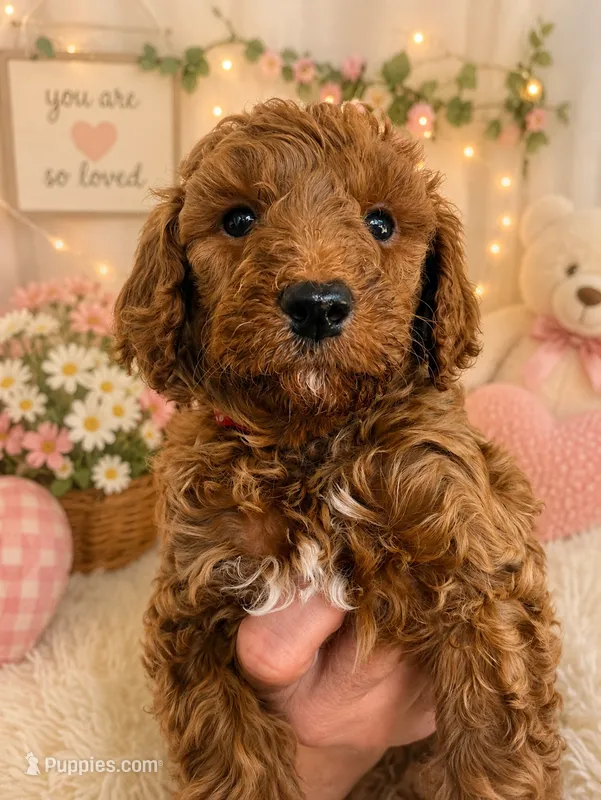 Sawyer – Goldendoodle puppy for sale in Easley, SC