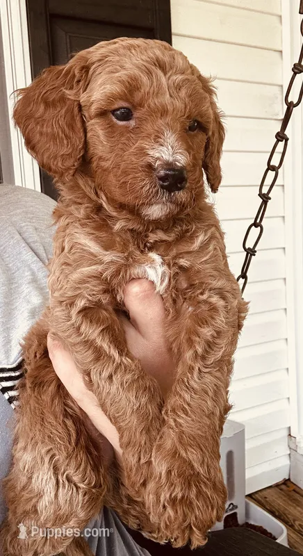 Beau – Goldendoodle puppy for sale in Easley, SC