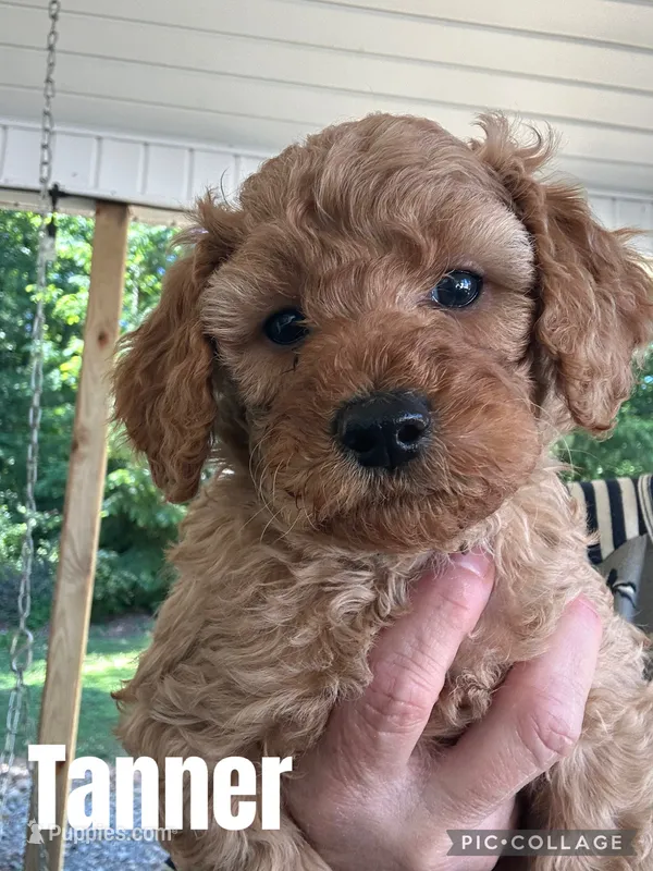 Tanner – Goldendoodle puppy for sale in Easley, SC