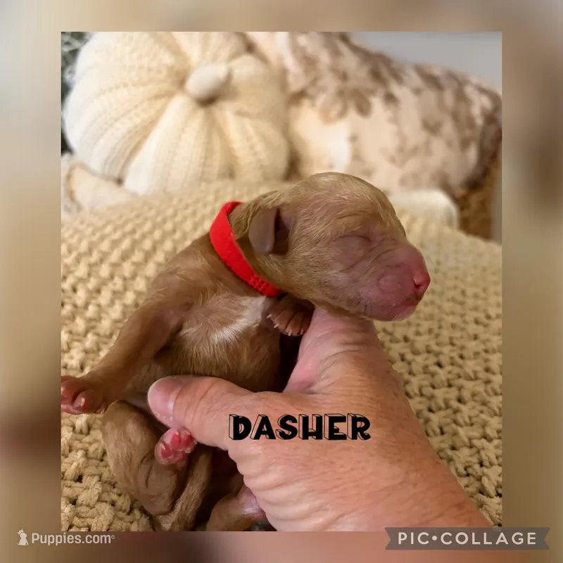 Dasher – Goldendoodle puppy for sale in Easley, SC