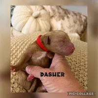Dasher, a male Goldendoodle for sale in Easley, SC – 1 of 3