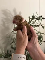Holly, a female Miniature Goldendoodle for sale in Easley, SC – 3 of 3