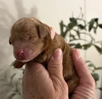 Holly, a female Miniature Goldendoodle for sale in Easley, SC – 2 of 3