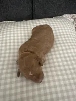 Finnegan, a male Goldendoodle for sale in Easley, SC – Photo 2 of 3