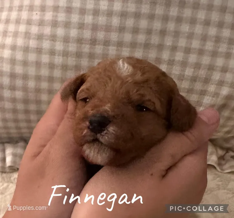 Finnegan – Goldendoodle puppy for sale in Easley, SC