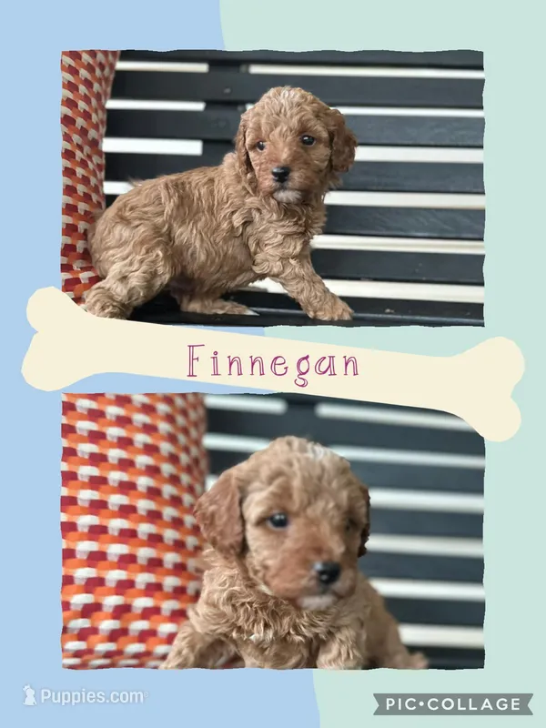 Finnegan – Goldendoodle puppy for sale in Easley, SC