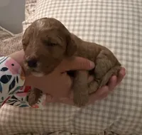 Finnegan, a male Goldendoodle for sale in Easley, SC – Photo 3 of 3