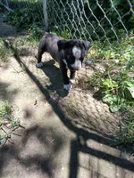 Puppy, a female American Bully for sale in East Peoria, IL – 4 of 4